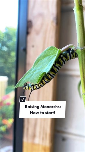 How to Start Raising Monarchs at Home