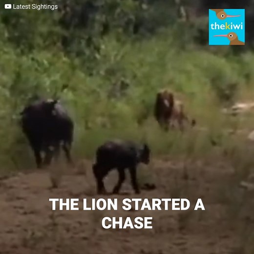 This mother and her child ran from grave danger. A predator had spotted the small calf and wanted to sink its claws into it. When she realized, she unleashed her maternal instincts to defend her child. However, this wasn’t the only animal they would face. Both would have to come up with a plan to get out of that situation alive. You can now also find us on Youtube: http://bit.ly/yt-thekiwi | The Kiwi