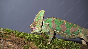 Chameleon catching food with tongue in super slow motion. 4k high quality footage filmed on Nikon z9 cmera