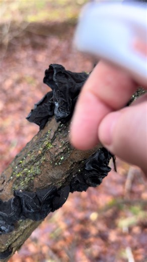 Exploring the Healing Power of Homeopathy and Fungi