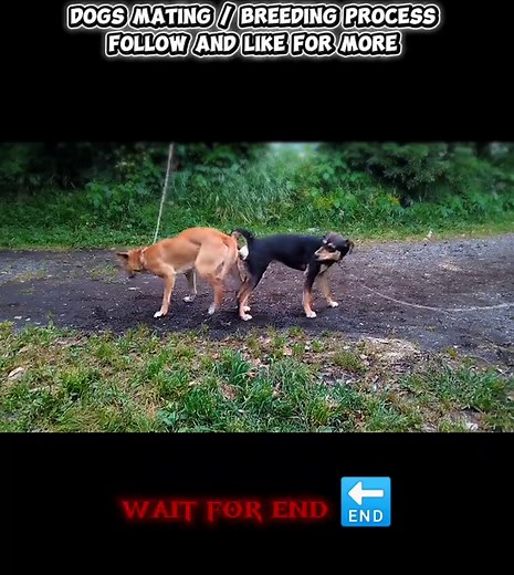 Understanding the Dog Mating and Breeding Process