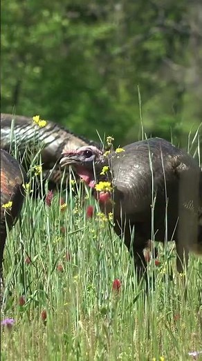 What do you plant for turkeys? #foodplots #spring #outdoors