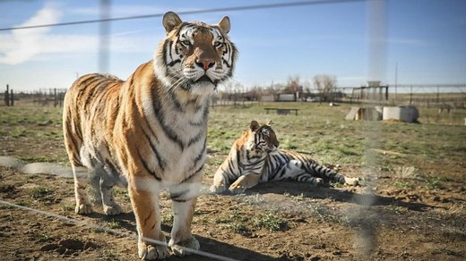 EN VIDEO - Grosse frayeur dans un village chinois: un tigre de Sibérie attaque une voiture et se jette sur un paysan