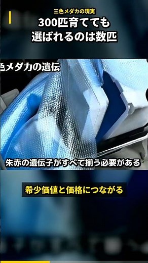 300匹育てても数匹だけ。三色メダカが高価な理由