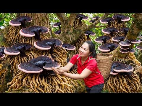 Harvest Giant Ganoderma Lucidum In The Deep Forest & Go to Market Sell | The World’s Rarest Mushroom