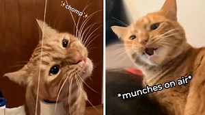 🔊You're gonna need to turn your sound on to hear Wally's "fake" munches😂🐈🧡 | Cheezburger