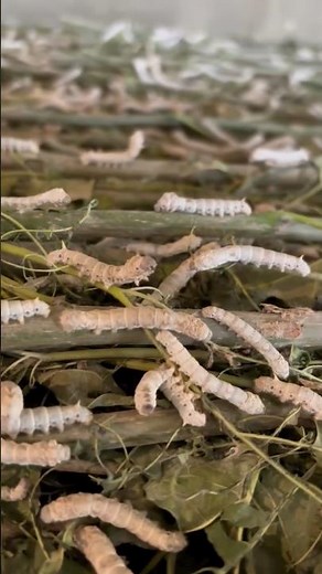 How to make silk from silkworms🐛 lsilk harvesting technique |#sericulture #agricossofficial #viral