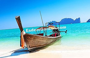 バンダ：植物を栽培し、繁殖する 🌿 すべてのガーデニングや庭のデザインについて - 2025