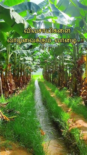 Vaazhalai movie song #love #tranding #viral #vlog #villege ##nature #villagevlog #Visaya#tpt2 #tpt