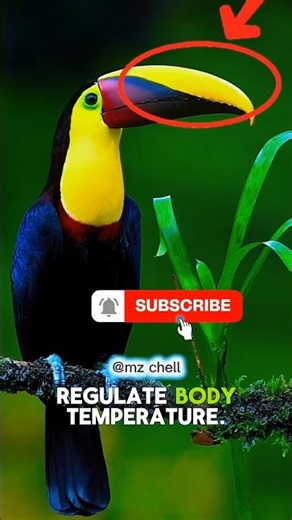 The Stunning Beauty of the Toucan | Tropical Bird Wonders