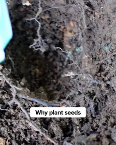 4.2K reactions · 208 shares | Ready to level up your yard or your home? Shop our enormous collection of outdoor and indoor plants. Every plant is backed by our Alive & Thrive Guarantee. | Fast Growing Trees | Facebook