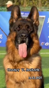 VA1 Winner🏆 CSV Best Breeder show Jiang Su, CHN 13-14 Dec.2025 | TOP GSD SHOW