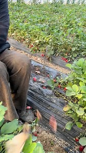 #SmartFarming #farmlife #farming #sustainablefarming #AgricultureTips #growyourfood #farmtotable #reels #viral #fypシ #foryouシ #harvest #harvesting | GreenFields Hub