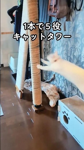 DIYでキャットタワー作ったら、猫たち想像以上に使いこなしてます🐈💨 #shorts #cat
