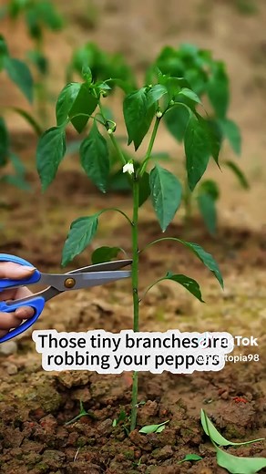 Essential Pepper Pruning Tips for a Thriving Garden