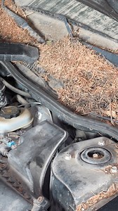 1M views · 5.6K reactions | Sucking Up Pine Needles From an Abandoned Vehicle! #detailing #asmr #vehicle #vacuum | The Detail Geek | Facebook