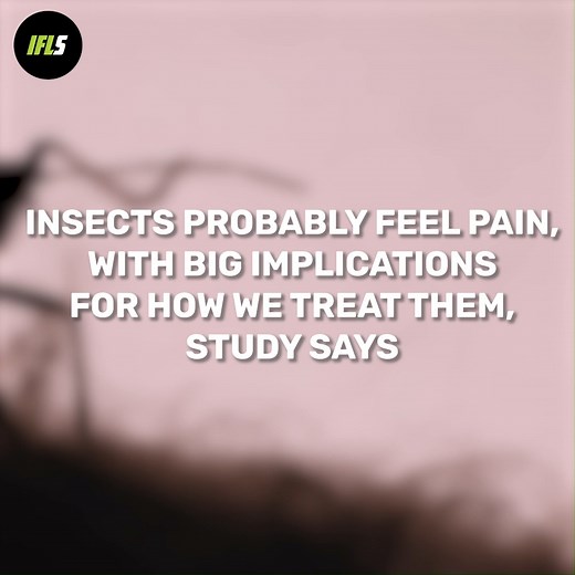 Not so good news for insects. | IFLScience