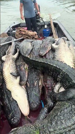 Alligator Season 2026! Swamp People! Louisiana!