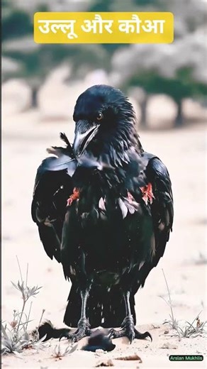 उल्लू और कौआ का मुकाबला fight between owl and crow