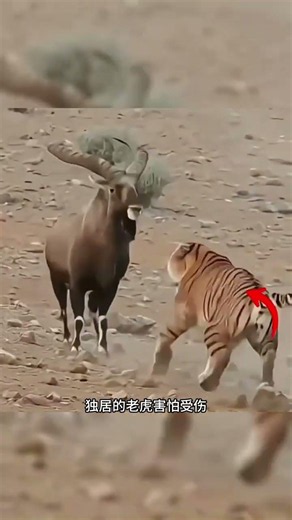 Elk: The Forest Herbivore King with Explosive Power #AnimalWorld