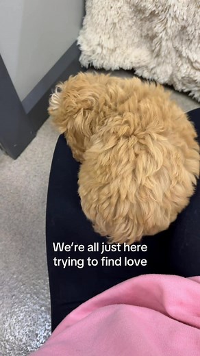 2.2K views · 26 reactions | There’s a puppy out there right now waiting for you to scoop them up and take them home  See all available puppies at petlandpensacola.com or call +1 (850) 637-1123 for more info and prices For Fort Walton go to petlandfortwalton.com or call +1 (850) 796-2424 #puppy #puppies #poodle #cavapoo #dog #Puppiesforsalenearme #petcare #pet #fortwaltonbeach #pensacola #petstore #newpuppy #dogmomlife #cavapoopuppy | Petland Pensacola | Facebook