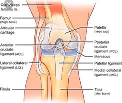 Medial Collateral Ligament Injury