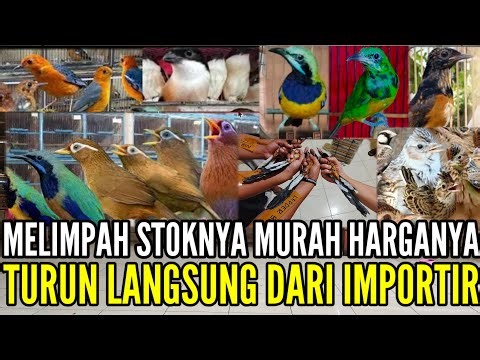 🔴 TURUN LANGSUNG DARI IMPORTIR MELIMPAH STOKNYA MURAH HARGANYA 0838-7553-6945