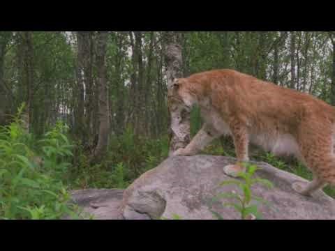 Discover the Secret Life of Jaguarundis