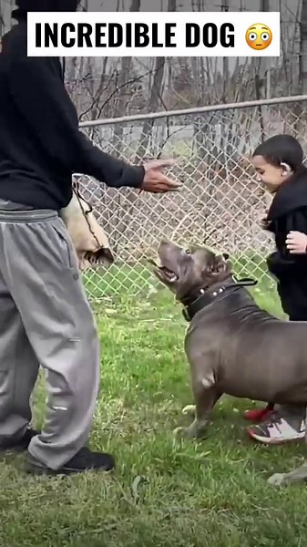 Incredible protection Pit Bull trained by skilled kids