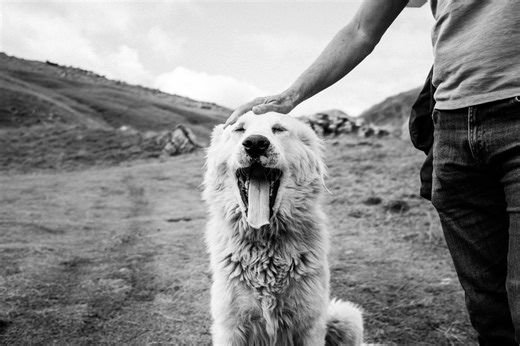 SPCA Shares Rare Poem About Man’s Best Friend From 1952