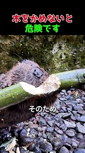 Why Beavers Risk Their Lives Fighting Trees Every Day