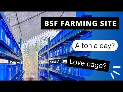 BSF Innovation Limited - our BSF Farm