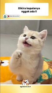 THOUGHT HIS HEAD WAS NOT THERE!?😂 #videoshorts #funnyshorts #catlovers #cutecats #cooking