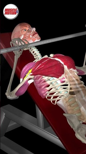 Incline bench press #InclineBenchPress #MuscleandMotion