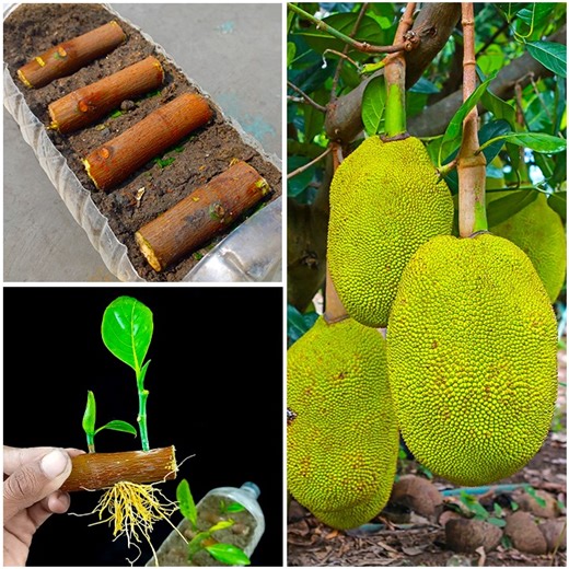 How to grow jack-fruit plant at home from cuttings || Best & easy method for planting | Dian Creative