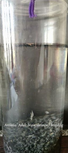 🔥 THIS LIVE FOOD WILL CHANGE YOUR FISH GROWTH! | Artemia (Adult Brine Shrimp) Breeding at Home 🔥