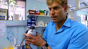 How a penguin’s body shut down from tick infestation… and what saved it