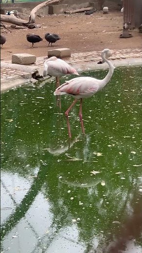 Greater Flamingos | Standing In Green Water | Phoenicopterus Roseus #birds #whisperingpaws