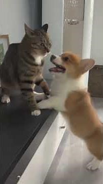 Try not to laugh 😂😂 2026 Super Funny Cats and Dogs Compilation 😻🐶 Part 51-1