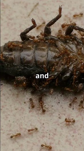 What Happens When Solifugae Hunt Scorpions?