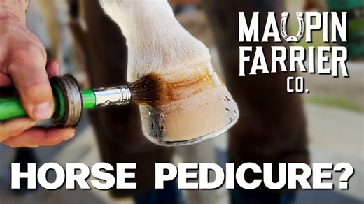 Watch this horse's satisfying hoof makeover