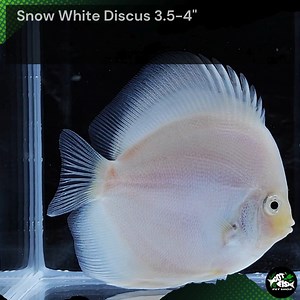 SNOW WHITE DISCUS 3.5-4" | Got Fish