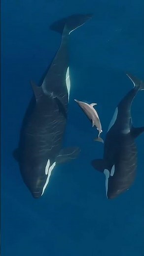 Comparing the Massive Size of Orcas to Dolphins