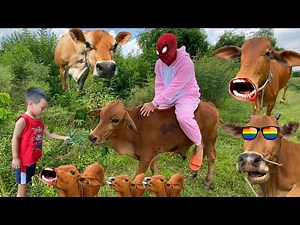 con bò - nhạc con bò - con bò ăn cỏ - bài hát con bò.