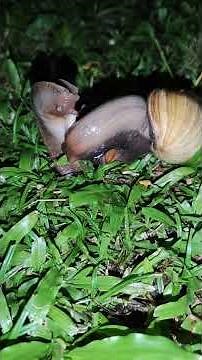 Snail Mating Explained – The Fascinating Science of Snail Reproduction (Part 3)