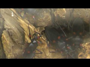 ベニモンオオサシガメ：Red spotted giant reduviid bug