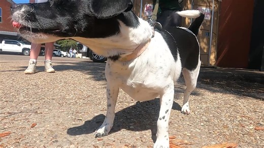 1.4K views · 13 reactions | The Zero One Fall Block Party is in full swing downtown on Beauregard. | FOX West Texas | Facebook