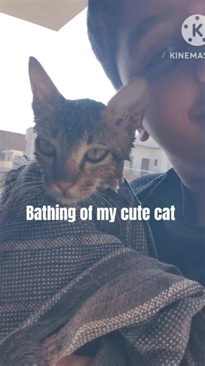 bathing my cute cat|Nologic Factory #cat #subscribe #like