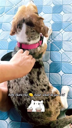 jrmkrlcrps on TikTok