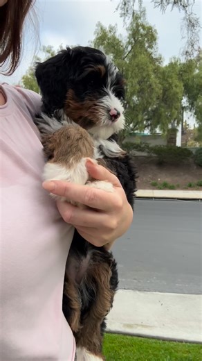 6.6K views · 28 reactions | ****not a dog trainer**** Just sharing my own experience and what works for us. #bernedoodlepuppy #puppytraining #bernedoodles | The Canine Society | Facebook